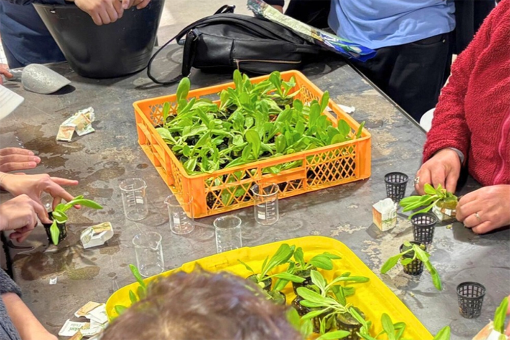 INACAP Coyhaique impulsa proyecto de innovación hortícola para fortalecer la producción regional