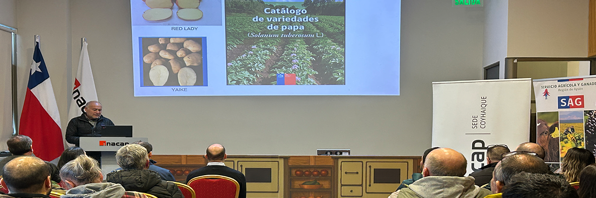 Muestra de los diferentes tipos de papas en la Región de Aysén